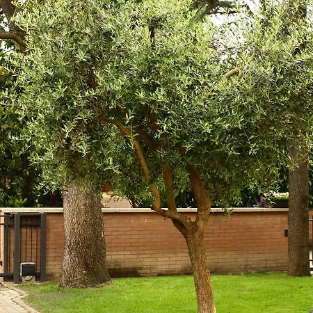 Igea 50 Modena