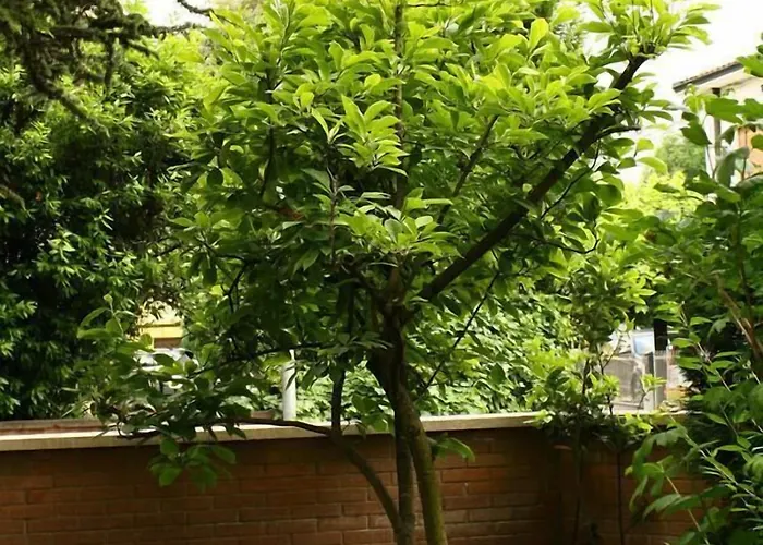 ベッド・アンド・ブレックファスト Igea 50