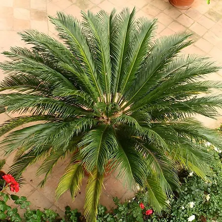 Bed & Breakfast Igea 50 3*